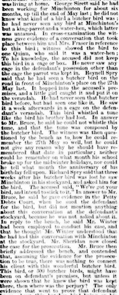 spry-and-the-butcher-bird-2 spry-and-the-butcher-bird-2